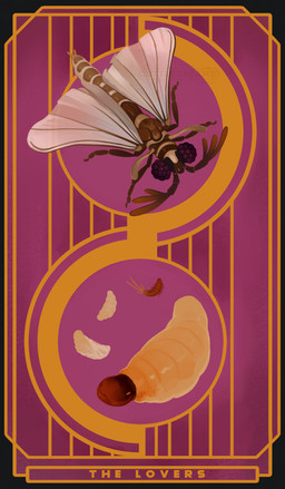 4_legs antennae_(anatomy) art_deco arthropod_abdomen black_border border brown_body card card_template chrysalis compound_eyes evolution female feral group insect_wings major_arcana male multi_limb orange_body pink_background purple_eyes segmented_body simple_background size_difference striped_body stripes tarot tarot_card text the_lovers_(tarot) translucent translucent_wings wings cuttledreams arthropod beetle insect larva strepsiptera digital_drawing_(artwork) digital_media_(artwork) english_text watermark
