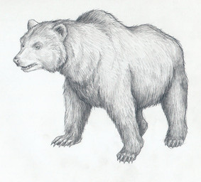 claws feral paws plantigrade quadruped short_fur simple_background solo white_background mihin89 bear cave_bear mammal prehistoric_species ursine 2011 black_and_white monochrome sketch