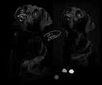 feral male photorealism realistic solo tonal_drawing diesel_(artist) bird_dog canid canine canis domestic_dog hunting_dog labrador mammal retriever 2021 black_and_white monochrome portrait reference_image