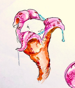 ambiguous_gender anthro ball_fondling balls bodily_fluids fondling genitals petal_maw saliva solo tail tail_mouth tentacles testicle_clench unusual_anatomy unusual_tail vore murkyvvaters hi_res traditional_media_(artwork)