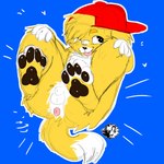 animal_genitalia anthro anus bandage bandage_on_face bandage_on_nose brown_pawpads canine_genitalia clothing floppy_ears fur genitals hands_on_knees hands_on_legs hat headgear headwear long_tail male markings pawpads pink_anus sheath snapback_hat solo spread_legs spreading tail tongue tongue_out white_body white_fur white_markings yellow_body yellow_fur young young_anthro young_male sickpuppygutz chip_(sickpuppygutz) bird_dog canid canine canis domestic_dog golden_retriever hunting_dog mammal retriever absurd_res hi_res trans_(lore) trans_man_(lore)