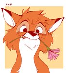 anthro border cheek_tuft countershading eyebrows facial_tuft feral flower flower_in_mouth fur head_tuft male object_in_mouth orange_body orange_fur pink_flower plant simple_background solo teeth tuft white_body white_border white_fur white_inner_ear yellow_background shimomaro disney the_fox_and_the_hound tod_(tfath) canid canine fox mammal red_fox true_fox 2021 bust_portrait digital_drawing_(artwork) digital_media_(artwork) flat_colors orange_theme portrait warm_colors