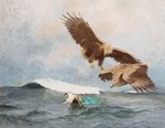 1924 20th_century accipitrid accipitriform ambiguous_gender anatid ancient_art anseriform avian beak biped bird brown_body brown_feathers bruno_liljefors curved_beak duck eagle eider feathered_wings feathers feral flying group hi_res hunting nude oil_painting_(artwork) painting_(artwork) public_domain sea sea_duck sea_eagle spread_wings traditional_media_(artwork) water wings