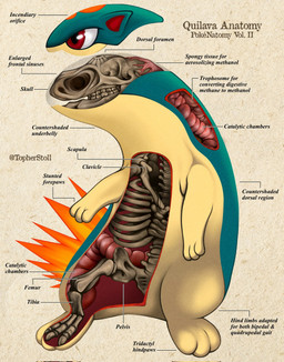 ambiguous_gender anatomical_diagram anatomical_study anatomy anatomy_chart anthro biped bone chart collarbone contiguous_snout countershade_face countershade_neck countershade_torso countershading cross_section front_view furrowed_eyebrows guts head_turned intestines looking_aside multicolored_body orange_body organs paper_background pelvis pupils red_eyes red_inner_ear rib_cage semi-anthro simple_background skeleton skull solo tan_background tan_body tan_countershading teal_body teeth text twitter_handle white_sclera x-ray_view christopher_stoll nintendo pokemon pokenatomy generation_2_pokemon pokemon_(species) quilava 2022 biological_illustration copyright_name digital_drawing_(artwork) digital_media_(artwork) english_text exploded-view_drawing full-length_portrait hi_res portrait species_name technical_illustration