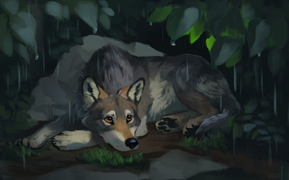 black_claws black_pawpads brown_eyes claws feral fur grass grey_body grey_fur leaf lying mud on_front pawpads plant quadruped raining rock solo white_body white_fur alexpahomov canid canine canis mammal wolf 2020 digital_media_(artwork) digital_painting_(artwork) painting_(artwork)