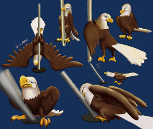 ambiguous_gender angle avian_feet beak blue_eyes brown_body brown_feathers dancing eyelashes feathers feet feral multiple_angles pole pole_between_legs pole_dancing smile smiling_at_viewer solo tail tail_feathers talons text toes white_body white_feathers yellow_beak sner accipitrid accipitriform avian bald_eagle bird eagle sea_eagle alpha_channel hi_res multiple_images shaded sketch_page female_(lore)