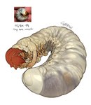 antennae_(anatomy) anthro brown_hair female grey_eyes hair larva nightmare_fuel simple_background solo text what_has_science_done white_background white_body sparrowl arthropod grub_(insect) insect 2022 absurd_res english_text hi_res korean_text signature