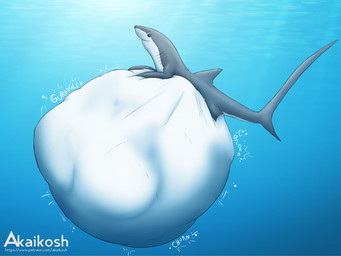 after_vore belly big_belly feral feral_pred grey_body group huge_belly hyper hyper_belly male shark_tail text underwater vore water white_belly akaikosh aquatic fish mackerel_shark shark thresher_shark 2024 4:3 url watermark
