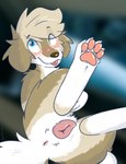anatomically_correct animal_genitalia animal_vulva anus canine_genitalia canine_vulva female feral genitals heterochromia paws plump_labia presenting simple_background solo tongue tongue_out vulva vixeyhuskybutt gracie_(vixeyhuskybutt) canid canine canis domestic_dog mammal 2025 digital_media_(artwork) hi_res