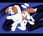 action_pose black_bars blue_background blue_eyes brown_body brown_fur collar feral fluffy fluffy_ears fluffy_tail fur male open_mouth pose simple_background solo tail text white_body white_fur championwhoops_(artist) ginga_(series) beau_(akitoe) fan_character canid canine canis domestic_dog french_spaniel mammal hi_res japanese_text letterbox