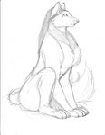 black_eyes black_nose canid canine canis claws female feral fluffy fluffy_tail fur hair inner_ear_fluff mammal max_blackrabbit monochrome paws raven_hunt simple_background sitting sketch solo tail traditional_media_(artwork) tuft whiskers white_background wolf