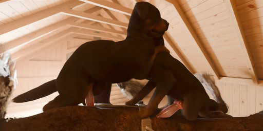 anal anal_penetration animal_genitalia animal_penis assisted_sex balls canine_genitalia canine_penis cowgirl_position equine_genitalia equine_penis erection feral feral_on_feral feral_penetrated feral_penetrating feral_penetrating_feral from_front_position genitals group group_sex interspecies knot knotted_penis large_penetration male male/male male_penetrated male_penetrating male_penetrating_male on_bottom on_top penetration penile penile_penetration penis quadruped sex stable threesome trio trioami260 canid canine equid equine horse mammal 3d_(artwork) 3d_animation animated digital_media_(artwork) long_playtime sound video