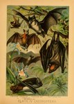 ambiguous_gender feral flower group membrane_(anatomy) membranous_wings plant text wings hugh_craig public_domain bat leaf-nosed_bat mammal microbat rhinolophid vampire_bat yangochiropteran 1897 19th_century absurd_res ancient_art biological_illustration hi_res technical_illustration traditional_media_(artwork) zoological_illustration