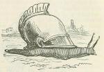 1850 19th_century ambiguous_gender ancient_art armor feral formal_art gastropod headgear helmet humor john_leech mollusk monochrome snail solo the_comic_history_of_rome