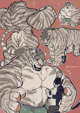 anthro beard belly big_muscles big_pecs body_hair bulge chest_tuft clothing detailed_bulge duo facial_hair feral fur hair happy_trail huge_muscles huge_pecs hyper hyper_muscles male male/male muscular muscular_anthro muscular_male pec_smothering pecs simple_background size_difference smothering stripes text tuft underwear marototori felid mammal pantherine tiger digital_media_(artwork) hi_res japanese_text