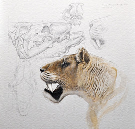 black_nose bone fangs feral fur open_mouth realistic realistic_feral sabertooth_(anatomy) short_fur side_view skull solo tan_body tan_fur teeth whisker_spots whiskers renum63 felid homotherium mammal prehistoric_species saber-toothed_tiger detailed gouache_(artwork) graphite_(artwork) painting_(artwork) sketch traditional_media_(artwork) traditional_painting_(artwork)
