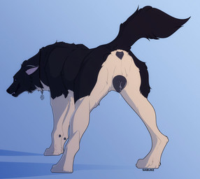 anatomically_correct anatomically_correct_anus anatomically_correct_genitalia anatomically_correct_vulva animal_genitalia animal_vulva anus bared_teeth black_anus black_body black_fur black_vulva blue_background blue_eyes bodily_fluids butt canine_genitalia canine_vulva dewclaw dripping ears_back female feral fur genital_fluids genitals in_heat inner_ear_fluff monotone_anus monotone_genitals occult_symbol pentagram pentagram_necklace pivoted_ears presenting presenting_anus presenting_hindquarters presenting_vulva quadruped raised_tail simple_background solo spread_legs spreading symbol tail teeth text tuft vaginal_fluid_drip vaginal_fluid_string vaginal_fluids vulva white_body white_fur sabuky helena_(kyurgan) canid canine canis domestic_dog german_shepherd herding_dog mammal pastoral_dog 2022 digital_drawing_(artwork) digital_media_(artwork) english_text hi_res