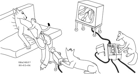animal_genitalia anus balls camera close-up dominant electronics female feral fur furniture genitals group interspecies larger_dom making_porn male male/female penis recording sex sheath size_difference sofa television toony working urbanhermit canid canine fox mammal mustelid musteline true_musteline weasel 1980 black_and_white dated monochrome