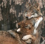 ambiguous_gender canid canine canis duo embrace feral grandfathered_content hug love low_res mammal nature outside photo_background photography_(artwork) real romantic romantic_couple unknown_artist wolf