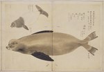 1823 19th_century ambiguous_gender ancient_art brown_body brown_fur feral fin fur hasegawa_settan hi_res japanese_text mammal marine multiple_images open_mouth pinniped sea_lion sharp_teeth solo teeth text traditional_media_(artwork)