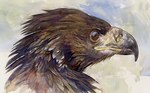 ambiguous_gender beak feathers feral looking_aside solo geordie_millar accipitrid accipitriform avian bird eagle bust_portrait formal_art low_res painting_(artwork) portrait traditional_media_(artwork)