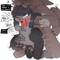 abdominal_bulge anthro black_body black_chastity_cage black_fur black_nose black_text bodily_fluids brown_body brown_fur chastity_cage chastity_device countershading cum cum_while_chaste cumshot cute_fangs dialogue duo ejaculation eye_roll fangs fur genital_fluids grey_body grey_fur kerchief kerchief_only licking male male/male male_penetrated male_penetrating male_penetrating_male mostly_nude multicolored_body multicolored_fur neckerchief neckerchief_only neckwear nude nude_anthro nude_male one_eye_closed open_mouth pawpads paws penetration pink_pawpads purple_eyes red_kerchief red_neckerchief saliva sex simple_background speech_bubble sweat tail tears teeth text tongue tongue_out white_background white_text vitame83 canid canine lagomorph leporid mammal rabbit 1:1 2025 hi_res korean_text partially_translated translation_request