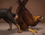 anatomically_correct animal_genitalia anus ass_to_ass ass_up avian_butt balls beak bodily_fluids brown_body brown_feathers claws cloaca cloacal cloacal_knotting cloacal_penetration cum feathered_wings feathers feral feral_on_feral genital_fluids genitals interspecies knot_bulge knot_tugging knotting male male/male penetration raised_tail realistic_feral scuted_legs scutes sex tail tail_anus tail_feathers toe_claws wings ferobird windpaw sawyer_(ferobird) accipitrid accipitriform avian bird canid canine canis domestic_dog eagle golden_eagle mammal mastiff molosser rottweiler true_eagle absurd_res hi_res