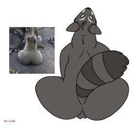 anthro anus balls big_butt black_anus black_balls black_body black_fur butt butt_focus fur genitals male markings multicolored_body multicolored_fur nude photo_reference raised_tail simple_background sitting solo tail white_background white_markings not-a-fox mammal procyonid raccoon digital_media_(artwork) reference_image signature