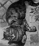 ambiguous_gender feral fingers freckled_face freckles fur inner_ear_fluff mouth_closed paws plant shadow sitting solo striped_body striped_fur stripes tail tuft whiskers unknown_artist domestic_cat felid feline felis mammal tabby_cat 1897 19th_century ancient_art bad_metadata black_and_white dithering full-length_portrait hi_res monochrome portrait shaded traditional_media_(artwork)