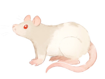 ambiguous_gender beady_eyes feral fur grey_body grey_fur mouth_closed pink_body pink_ears pink_inner_ear pink_tail side_view simple_background solo tail unsigned white_background white_body white_fur asnnonaka mammal murid murine rat rodent 4:3 full-length_portrait portrait