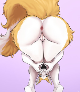anthro anus big_butt black_nose brown_eyes butt butt_focus butt_pose ear_piercing female fluffy fluffy_tail fur genitals gradient_background heart_symbol looking_at_viewer looking_back multicolored_body multicolored_fur multicolored_tail nude open_mouth orange_body orange_fur piercing pink_genitals pose purple_background rear_view simple_background solo standing tail thick_thighs vulva white_body white_fur white_sclera wide_hips ichifox praise_da_booty_(meme) snoot_challenge clara_(acidonix) borzoi canid canine canis domestic_dog hunting_dog mammal sighthound absurd_res hi_res meme