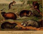 1897 19th_century ambiguous_gender ancient_art cricetid dipodid dormouse english_text feral fur group hamster hi_res hugh_craig jerboa lemming mammal mole_rat plant public_domain quadruped rodent tail text traditional_media_(artwork) whiskers
