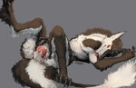 anus claws clitoral_hood female fur genitals looking_at_viewer lying on_back prehensile_clitoral_hood pussy raised_leg solo tail tongue tongue_out i-psilone kari_(talonthegryphon) sergal