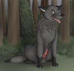 balls detailed_background digitigrade erection feral forest fur genitals gloves_(marking) grey_body grey_fur knot leg_markings male markings nature outside penis plant quadruped socks_(marking) solo tail tree wood zoophilic canid canine canis mammal wolf 2012 low_res