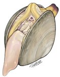 2022 absurd_res bivalve clam covered_eyes female geoduck gills hi_res marine mollusk monster_girl_(genre) open_mouth shaded shell signature simple_background solo sparrowl tentacles whiskers white_background