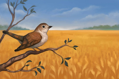 beak black_beak black_eyes blue_sky branch brown_wings cloud feathers feet feral field forest leaf on_branch plant sky solo tail tail_feathers talons toes tree ukraine wheat_field white_body white_feathers wings alexpahomov avian bird chat_(bird) nightingale old_world_flycatcher oscine passerine saxicoline 2022 3:2 digital_media_(artwork) digital_painting_(artwork) painting_(artwork)