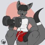 anthro athletic athletic_anthro athletic_male balls bicep_curl big_balls big_bulge boxers_(clothing) briefs bulge clothed clothing dumbbell exercise fur genitals grey_body grey_fur male nipples red_clothing red_underwear solo underwear underwear_only weightlifting weights workout yellow_eyes gerpuppy kangaroo macropod mammal marsupial 1:1 2016 hi_res signature