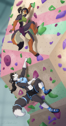 accessory anthro athletic athletic_anthro athletic_female athletic_wear barefoot bottomwear bra claws climbing climbing_wall climbing_wall_(structure) clothing dipstick_tail duo eye_contact feet female finger_claws footwear fur furgonomics gym_bottomwear gym_shorts hair inside kerchief looking_at_another markings multicolored_body multicolored_fur neckerchief neckwear pawpads paws ponytail shoes shorts sports_bra tail tail_accessory tail_markings tailband tied_hair underwear zibeline chloe_(abananaman) border_collie canid canine canis collie coyote domestic_dog herding_dog mammal pastoral_dog sheepdog 2026 absurd_res digital_media_(artwork) hi_res signature