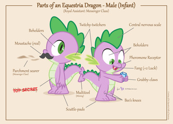 anatomy anthro chart facial_hair fangs gem green_eyes label male mustache open_mouth solo species_sheet tail teeth text dm29 friendship_is_magic hasbro my_little_pony mythology spike_(mlp) dragon mythological_creature mythological_scalie reptile scalie 2015 biological_illustration english_text model_sheet technical_illustration zoological_illustration