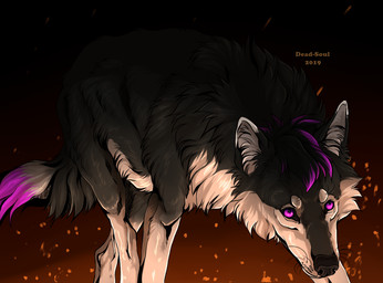 ambiguous_gender black_body black_fur black_tail cheek_tuft facial_tuft feral fur hair neck_tuft purple_eyes purple_hair purple_tail solo tail text tuft white_body white_fur white_tail msdeadsoul osca canid mammal 2019 artist_name dated