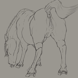 anatomically_correct anus butt eye_contact female feral genitals grazing hooves looking_at_another raised_tail rear_view tail tongue vulva furvilous equid equine horse mammal 1:1 absurd_res hi_res