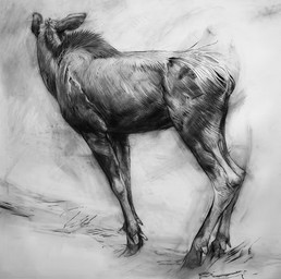 black_body female feral looking_away simple_background solo standing white_background geordie_millar deer mammal moose new_world_deer 2006 charcoal_(artwork) formal_art monochrome traditional_media_(artwork)