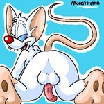 anus balls blue_eyes butt erection feet fur genitals looking_back male presenting presenting_hindquarters raised_tail solo tail white_body white_fur brainsister pinky_and_the_brain warner_brothers pinky_(warner_brothers) mammal mouse murid murine rodent 1:1 digital_media_(artwork) low_res