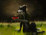 2018 anthro barefoot biped black_nose border_collie bottomwear canid canine canis clothed clothing collie domestic_dog feet food fruit fully_clothed fur grass herding_dog looking_at_viewer mammal multicolored_body multicolored_fur open_mouth pants pastoral_dog paws plant sheepdog sitting solo swish teeth toes two_tone_body two_tone_fur yellow_eyes