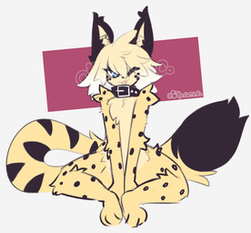 anthro arm_tuft big_tail chest_tuft collar collar_only fur inner_ear_fluff looking_at_viewer male male_anthro markings nude shoulder_tuft sitting smile solo spots spotted_body spotted_fur tail tongue tongue_out tuft caeleste niles_(caeleste) felid feline mammal serval 2026 hi_res