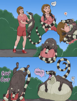 abdominal_bulge ambiguous_gender belly big_belly burping day duo exclamation_point female female_prey feral feral_pred fur grey_body grey_fur gulp_(sound_effect) hand_on_belly head_first heart_symbol holding_character huge_belly human_prey hyper hyper_belly long_tail open_mouth oral_vore outside resting_on_belly size_difference smaller_pred soft_vore standing swallowing tail teeth tongue unwilling_prey vore white_body white_fur strega coati human mammal procyonid 2026 absurd_res hi_res sequence