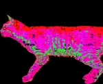 :3 acid_trip alpha_channel animated cat colorful epilepsy_warning feline looking_at_viewer plain_background rainbow raised_tail smile solo spinning timb transparent_background trippy what
Rating: Safe
Score: 3
User: Hadley
Date: January 03, 2011