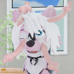 bodily_fluids cum cum_on_face female feral genital_fluids genitals penis penis_on_face solo young young_feral unknowndata paw_patrol kisharra_(furryofficiel) canid canine canis domestic_dog husky mammal nordic_sled_dog spitz 1:1 3d_(artwork) digital_media_(artwork) hi_res