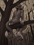 anthro blep branch butt claws collar collar_only curled_tail feet forest fur grey_body grey_fur heart_symbol in_tree looking_at_viewer looking_back looking_back_at_viewer low-angle_view male narrowed_eyes nature nude on_branch outside pawpads paws plant pose rear_view sitting smile solo tail teasing toe_claws tongue tongue_out tree manedfucc furvidd_(character) domestic_cat felid feline felis mammal 2022 3:4 digital_media_(artwork) hi_res