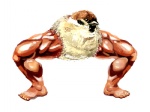 ambiguous_gender beak brown_body brown_eyes brown_feathers feathers looking_at_viewer muscular muscular_ambiguous simple_background solo what white_background mojacookie avian bird human hybrid mammal 4:3